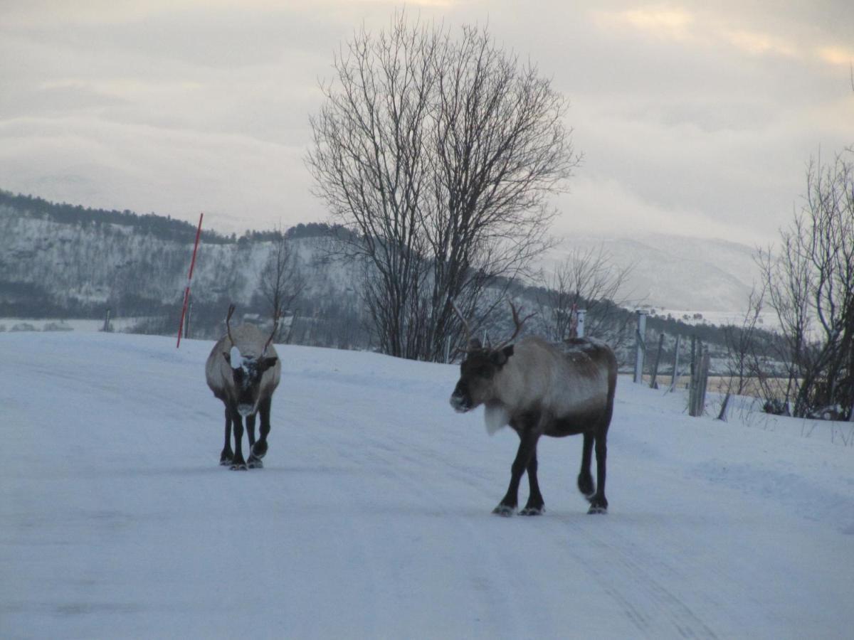 Malangen Lodge Mestervik エクステリア 写真